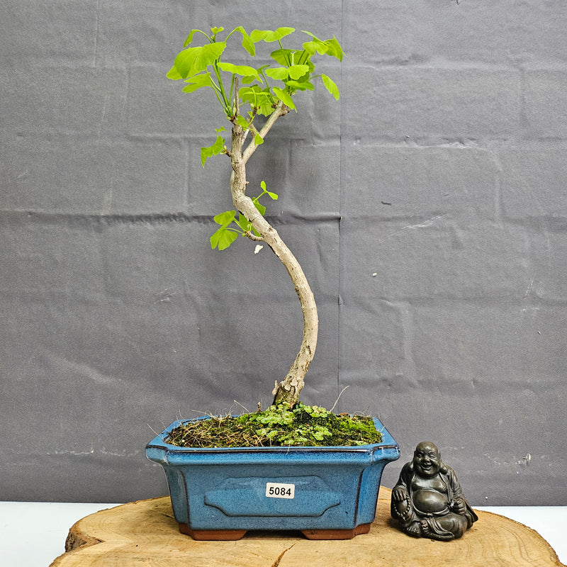 Ginkgo (Ginkgo Biloba) Bonsai Tree | Informal Upright | In 20cm Pot