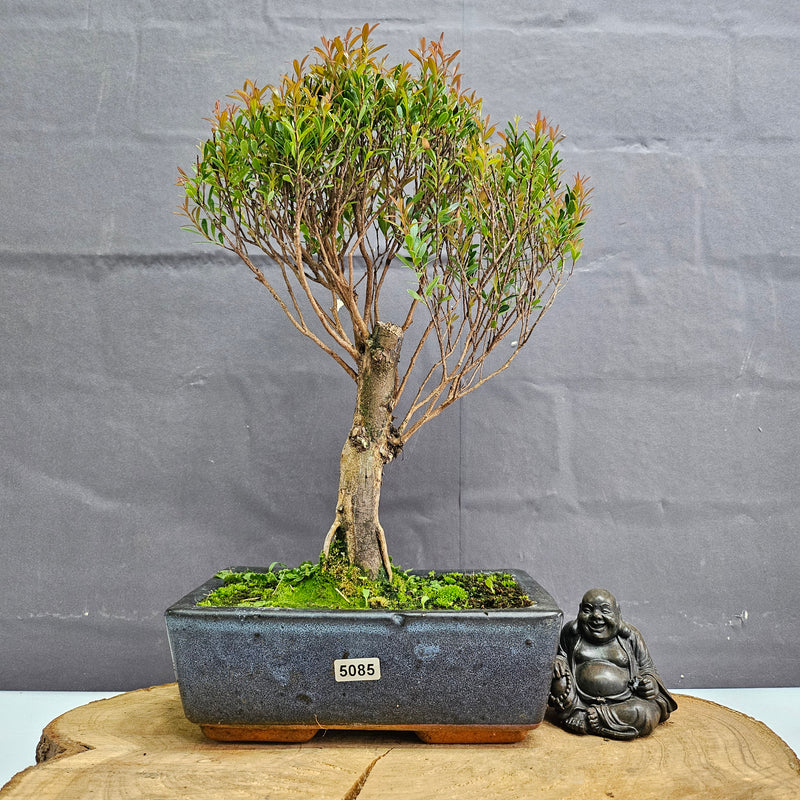 Brush Cherry (Syzygium) Bonsai Tree | Broom | In 20cm Pot