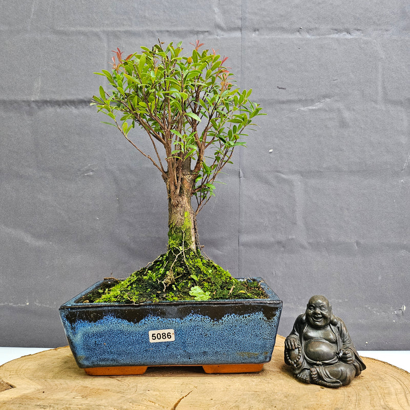 Brush Cherry (Syzygium) Bonsai Tree | Broom | In 20cm Pot