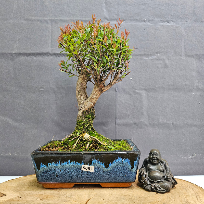 Brush Cherry (Syzygium) Bonsai Tree | Broom | In 20cm Pot