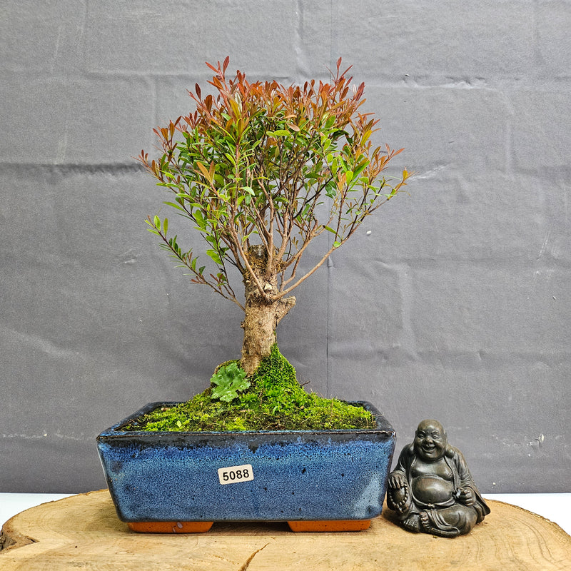 Brush Cherry (Syzygium) Bonsai Tree | Broom | In 20cm Pot