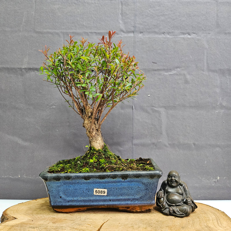 Brush Cherry (Syzygium) Bonsai Tree | Broom | In 20cm Pot