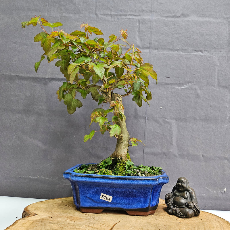 Trident Maple (Acer Buergerianum) Bonsai Tree | Informal Style | In 20cm Pot