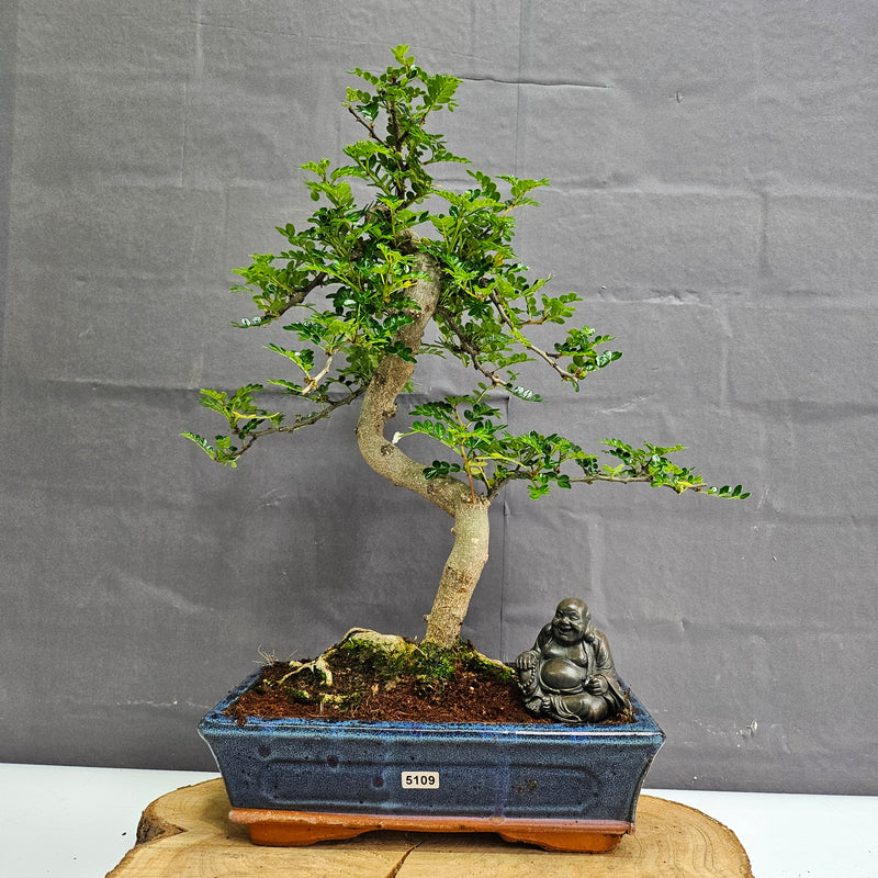 Chinese Pepper (Zanthoxylum Pipertum) Bonsai Tree | Shaped | In 25cm Pot