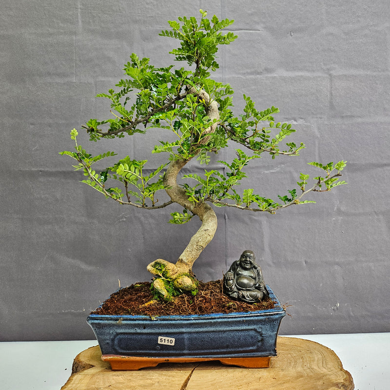 Chinese Pepper (Zanthoxylum Pipertum) Bonsai Tree | Shaped | In 25cm Pot