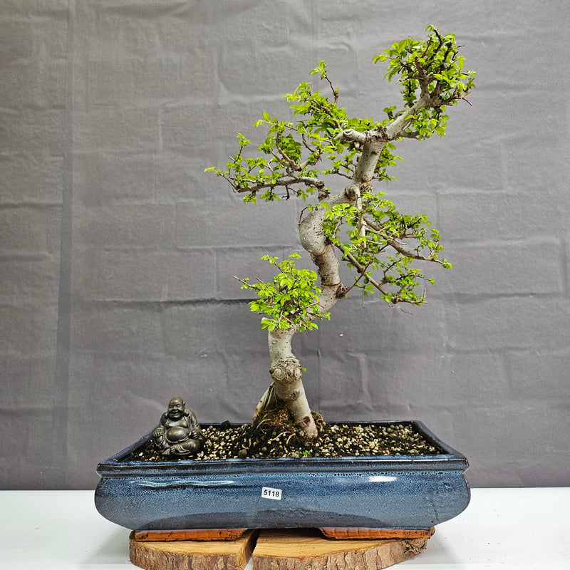 Large Chinese Elm (Ulmus Parvifolia) Bonsai Tree | Shaped | In 40cm Pot