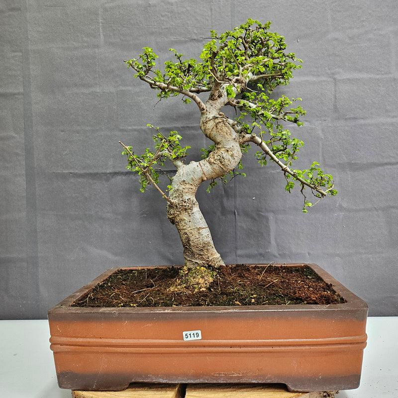 Large Chinese Elm (Ulmus Parvifolia) Bonsai Tree | Shaped | In 40cm Pot