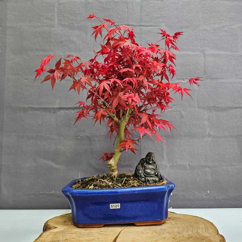 Japanese Maple (Acer) Bonsai Tree | Deshojo Informal Upright | In 25cm Pot