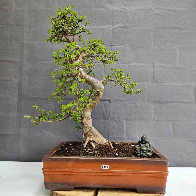 Large Chinese Elm (Ulmus Parvifolia) Bonsai Tree | Shaped | In 40cm Pot