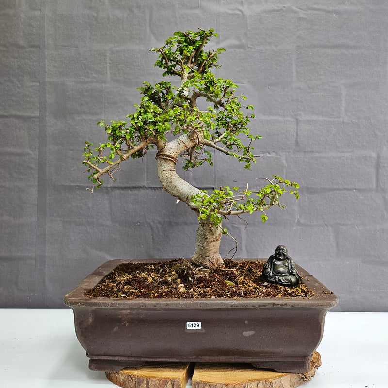 Large Chinese Elm (Ulmus Parvifolia) Bonsai Tree | Shaped | In 40cm Pot