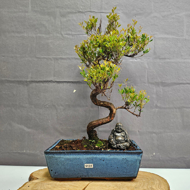 Brush Cherry (Syzygium) Bonsai Tree | Shaped | In 25cm Pot