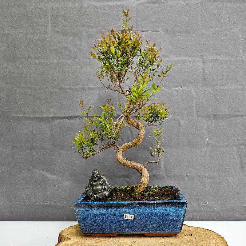 Brush Cherry (Syzygium) Bonsai Tree | Shaped | In 25cm Pot