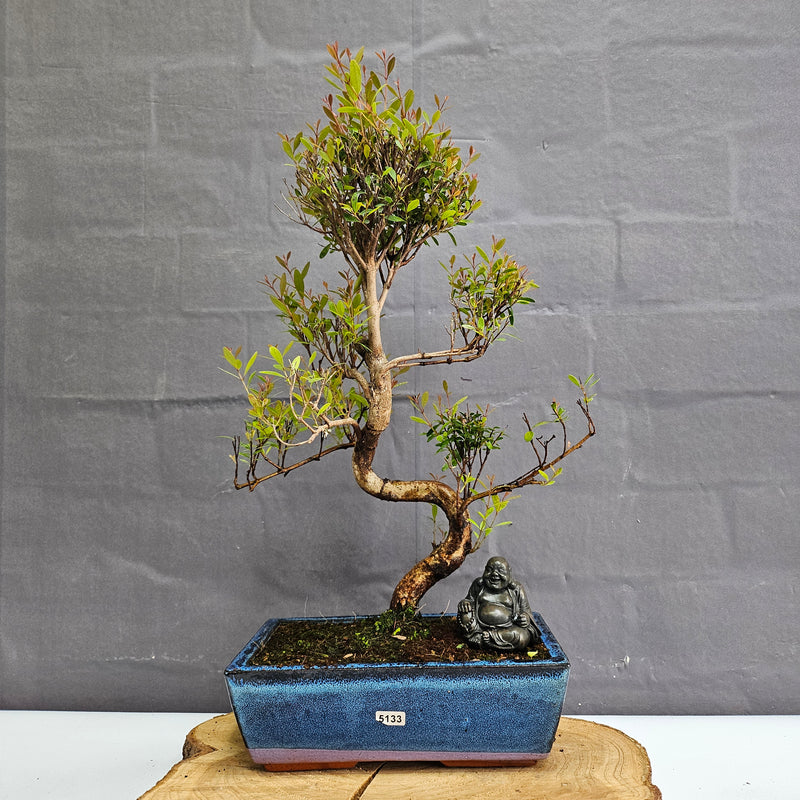 Brush Cherry (Syzygium) Bonsai Tree | Shaped | In 25cm Pot