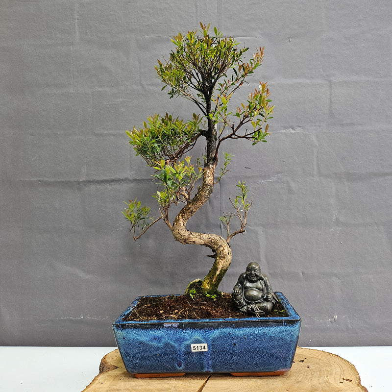 Brush Cherry (Syzygium) Bonsai Tree | Shaped | In 25cm Pot