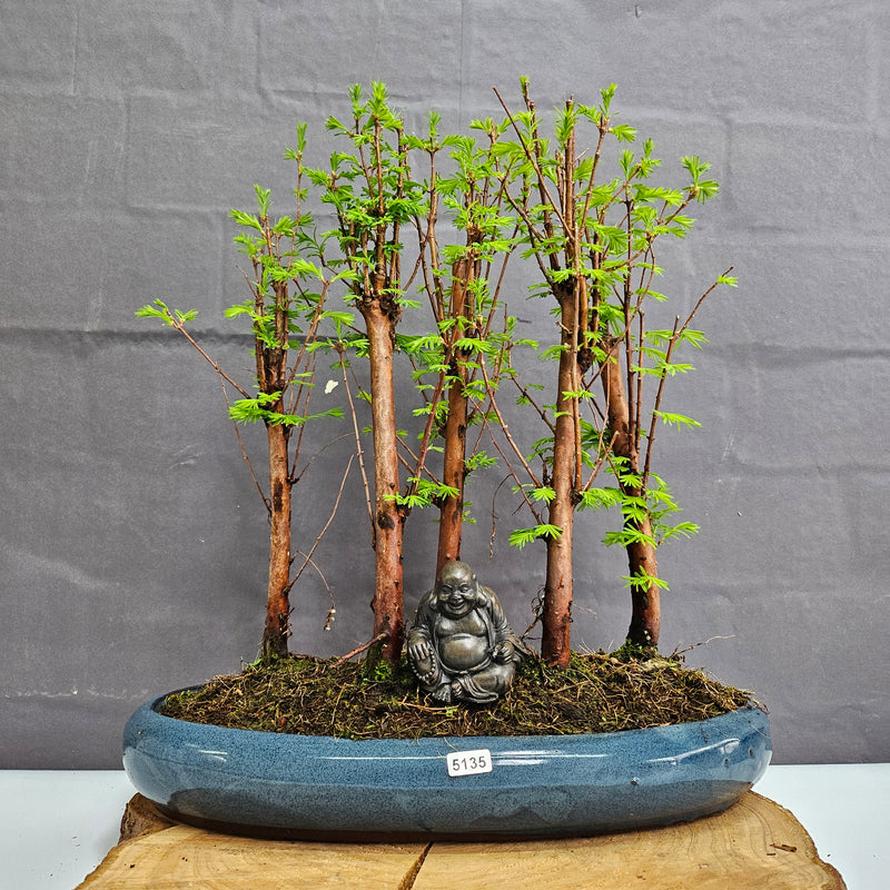 Dawn Redwood (Metasequoia) Bonsai Tree Forest | Upright | In 35cm Pot