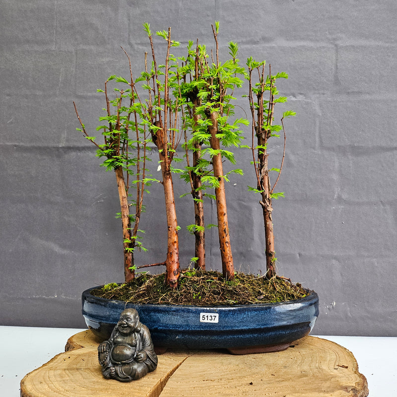 Dawn Redwood (Metasequoia) Bonsai Tree Forest | Upright | In 30cm Pot