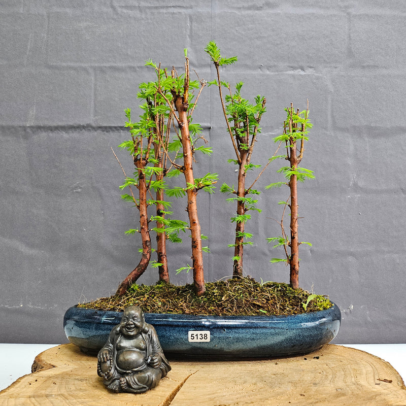 Dawn Redwood (Metasequoia) Bonsai Tree Forest | Upright | In 30cm Pot