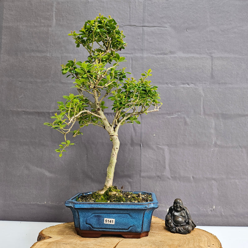 Japanese Holly (Ilex Crenata) Bonsai Tree | Shaped | In 20cm Pot