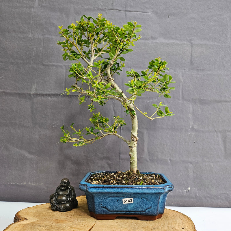 Japanese Holly (Ilex Crenata) Bonsai Tree | Shaped | In 20cm Pot