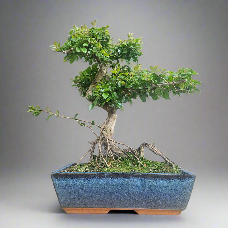 Bird Plum (Sageretia) Bonsai Tree | Shaped | In 30cm Pot