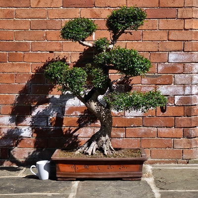 Indoor and Outdoor Bonsai Trees Collection
