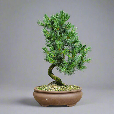 Indoor and Outdoor Bonsai Trees Collection