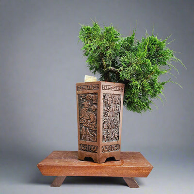 Indoor and Outdoor Bonsai Trees Collection