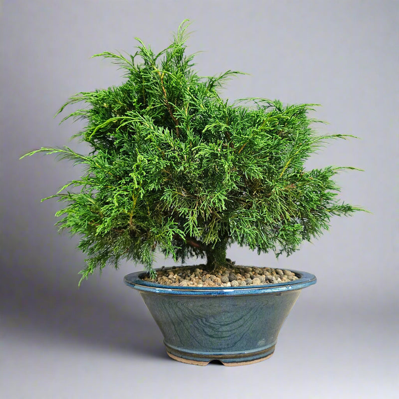 Chinese Juniper (Juniperus Chinensis) Bonsai Tree | Semi-Shaped | In 21cm Pot