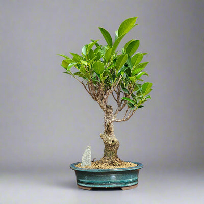 Indoor and Outdoor Bonsai Trees Collection