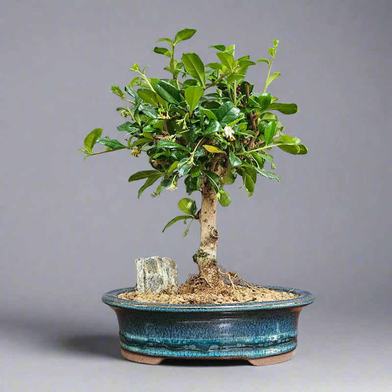 Fukien Tea Tree (Carmona Retusa) Bonsai Tree | Broom | In 16cm Pot | Perfect Gift
