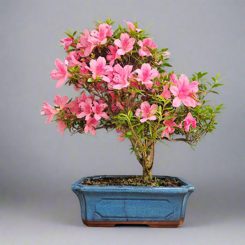 Bonsai tree with pink flowers in a blue pot against a gray background