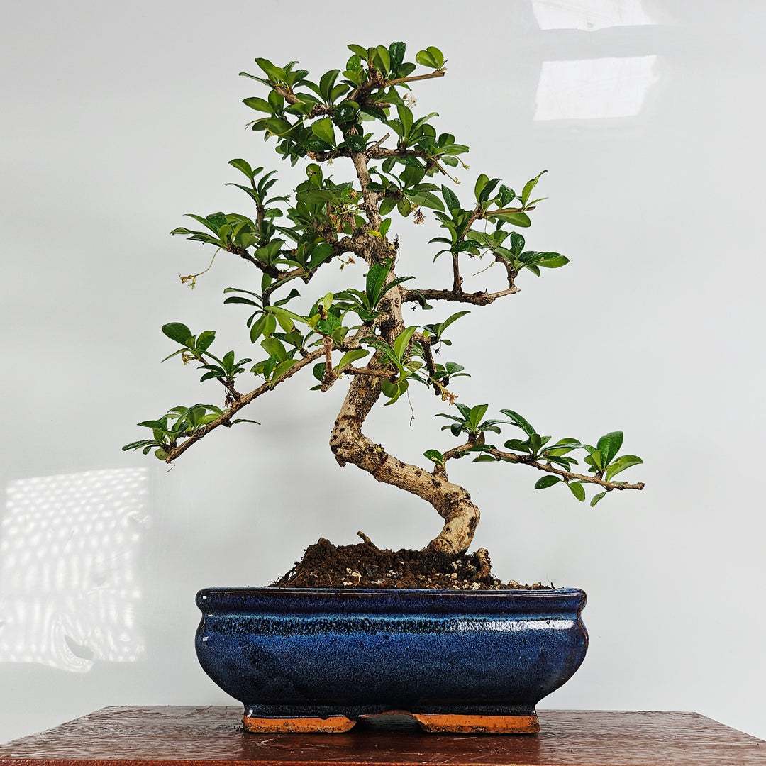 Fukien Tea Tree (Carmona Retusa) Bonsai Tree | Shaped