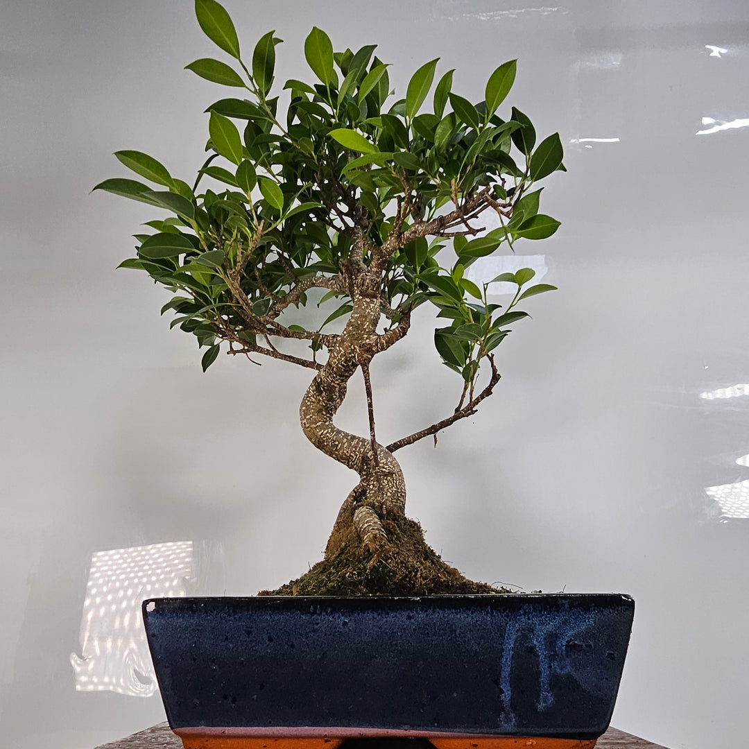 Ficus Microcarpa (Banyan Fig) Indoor Bonsai Tree | Shaped