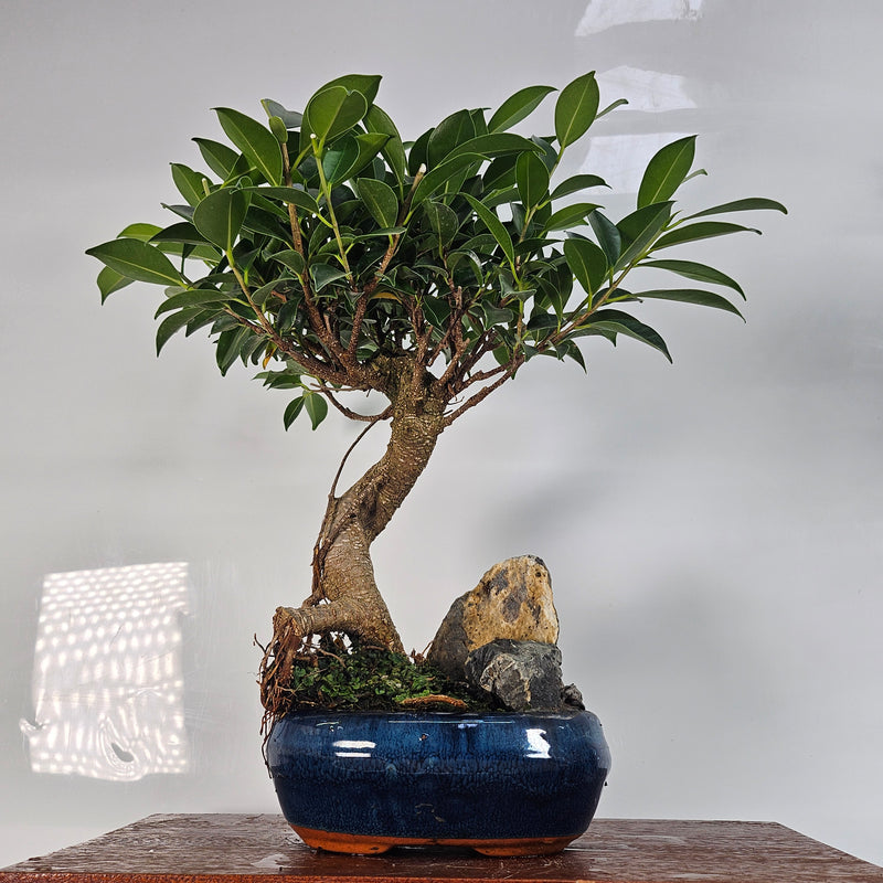 Ficus Microcarpa (Banyan Fig) Indoor Bonsai Tree | Semi-Shaped | In 15cm Pot With Rock