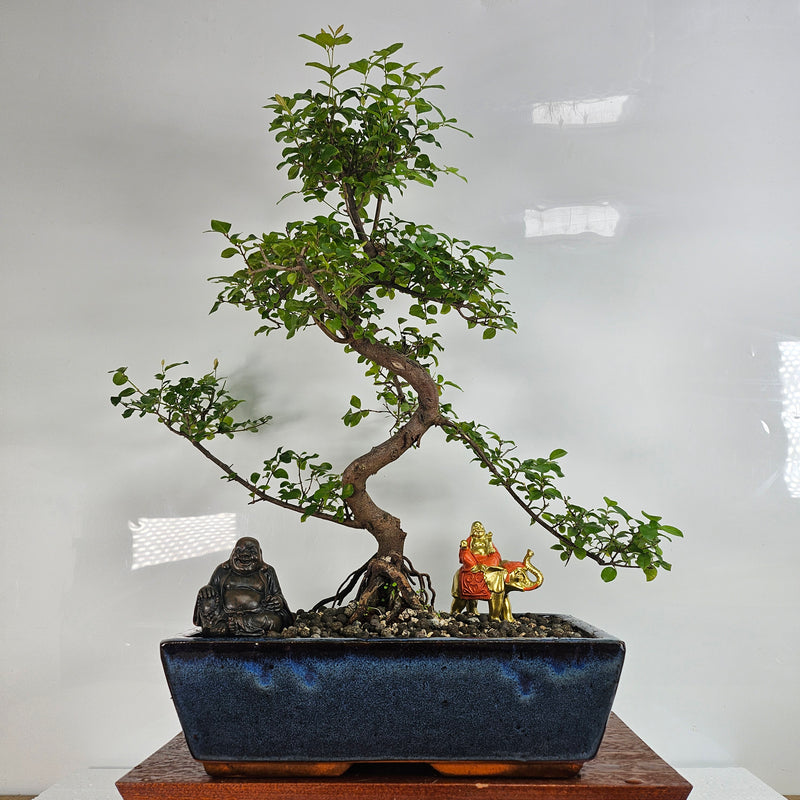 bird plum bonsai tree Bird Plum (Sageretia) Bonsai Tree | Shaped
