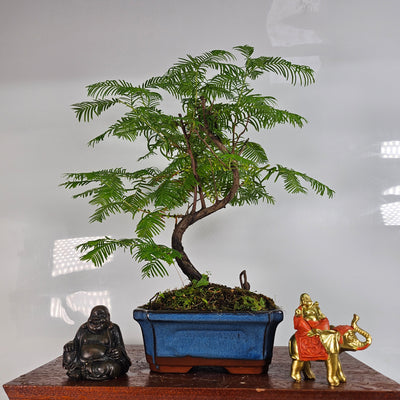 Indoor and Outdoor Bonsai Trees Collection