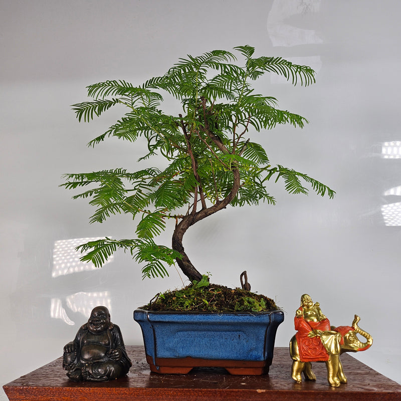 Dawn Redwood (Metasequoia) Bonsai Tree | Shaped | In 15cm Pot