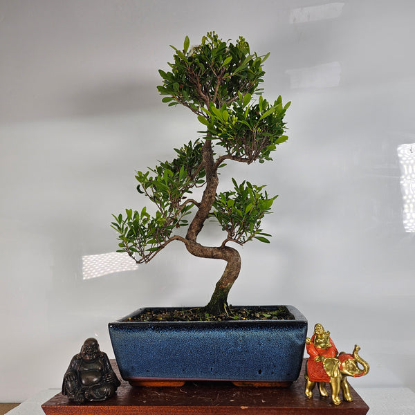 Brush Cherry (Syzygium) Bonsai Tree | Shaped | In 25cm Pot