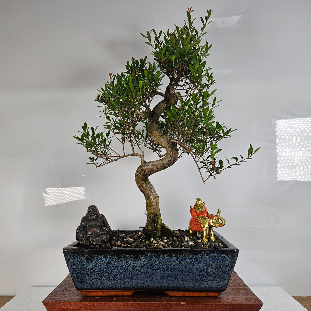 Brush Cherry (Syzygium) Bonsai Tree | Shaped