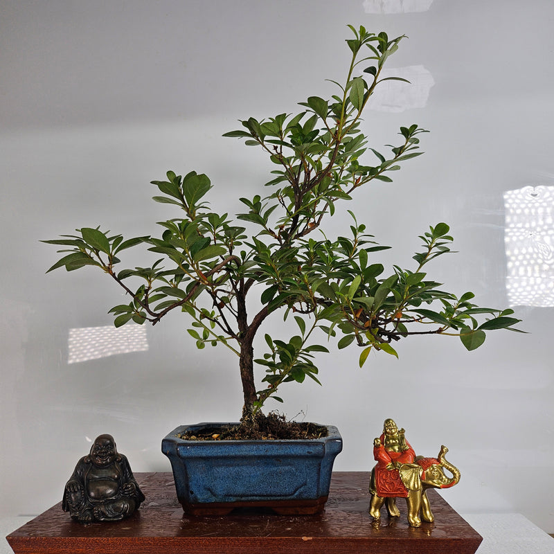 rhododendron bonsai tree Azalea (Rhododendron) Bonsai Tree | Shaped