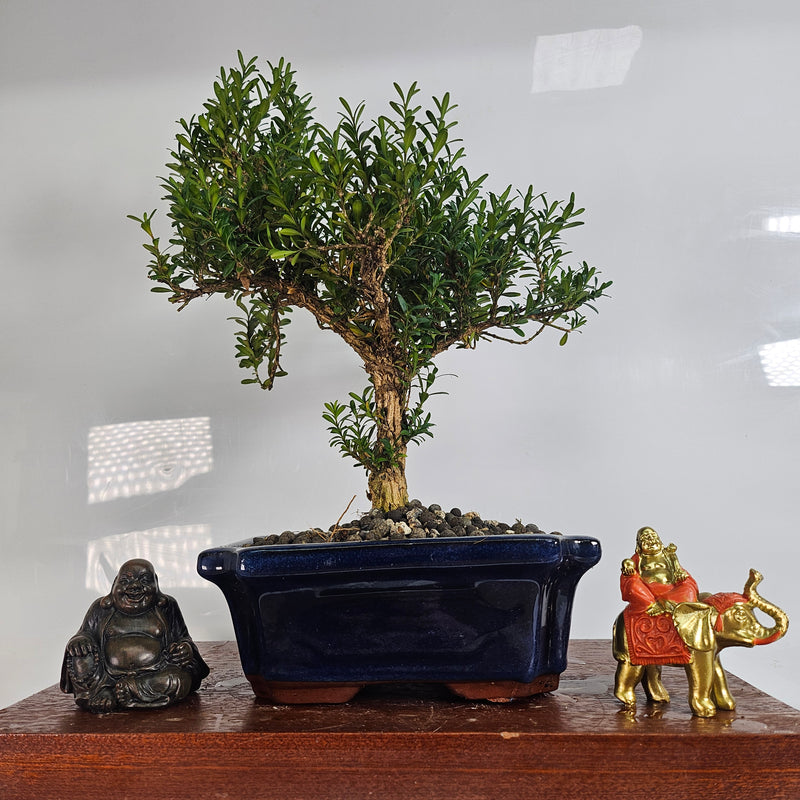 Boxwood (Buxus Harlandii) Bonsai Tree | Shaped | In 20cm Pot