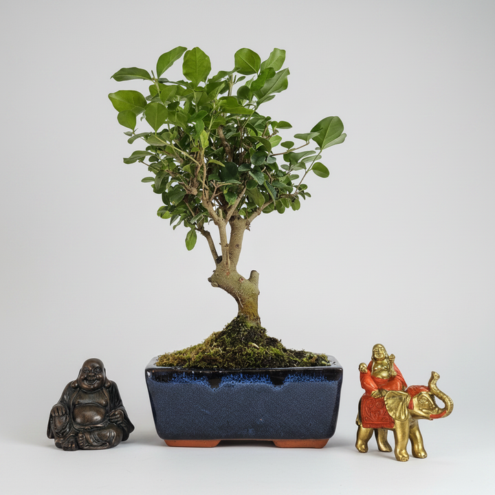 Chinese Privet (Ligustrum Sinense) Bonsai Tree | Broom | In 15cm Pot