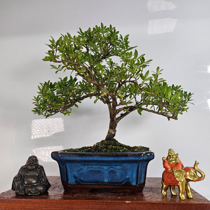ilex crenata bonsai tree Japanese Holly (Ilex Crenata) Bonsai Tree | Shaped