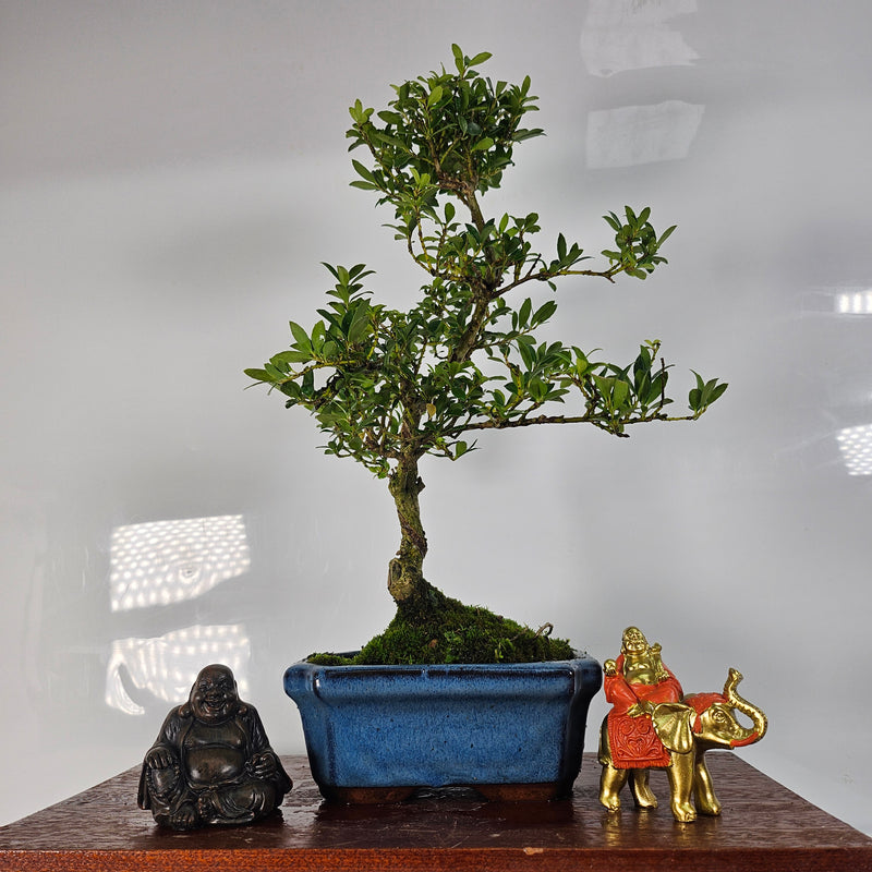 Japanese Holly (Ilex Crenata) Bonsai Tree | Shaped | In 15cm Pot