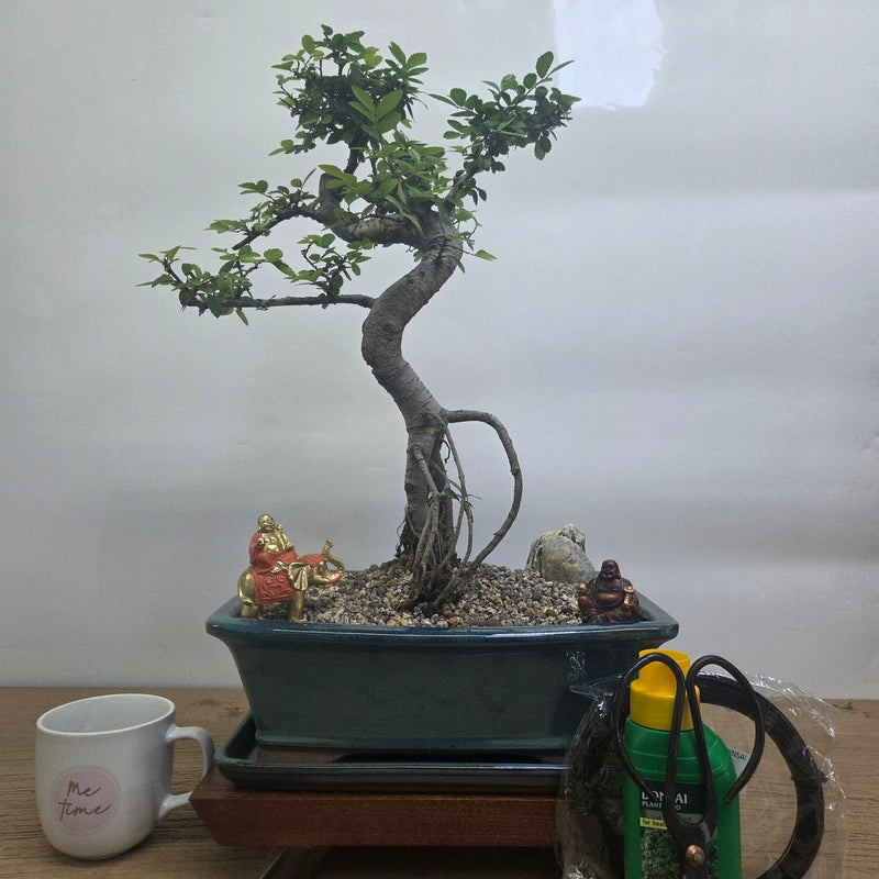 Chinese Elm (Ulmus Parvifolia) Premium Bonsai Tree Bundle | Shaped | In 31cm Pot