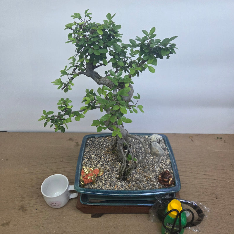 Chinese Elm (Ulmus Parvifolia) Premium Bonsai Tree Bundle | Shaped | In 31cm Pot