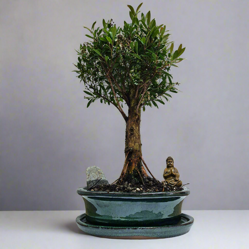 Brush Cherry (Syzygium) Premium Bonsai Tree Bundle | Broom | In 22cm Pot