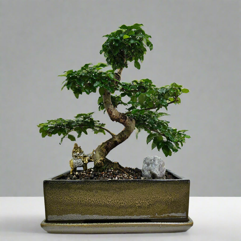 Chinese Privet (Ligustrum Sinense) Premium Bonsai Tree Bundle | Shaped | In 27cm Pot