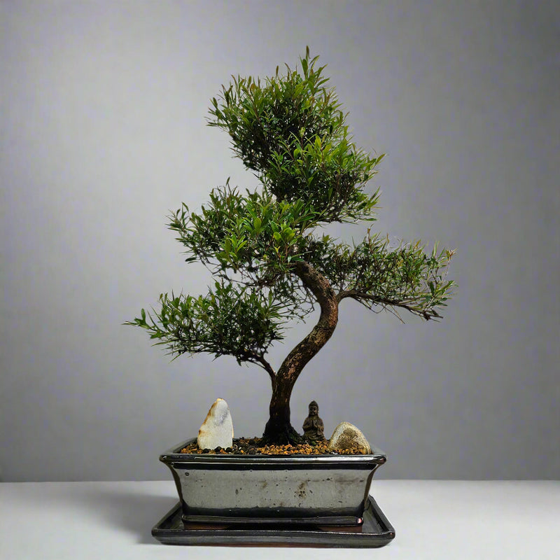 Brush Cherry (Syzygium) Premium Bonsai Tree Bundle | Shaped | In 26cm Pot