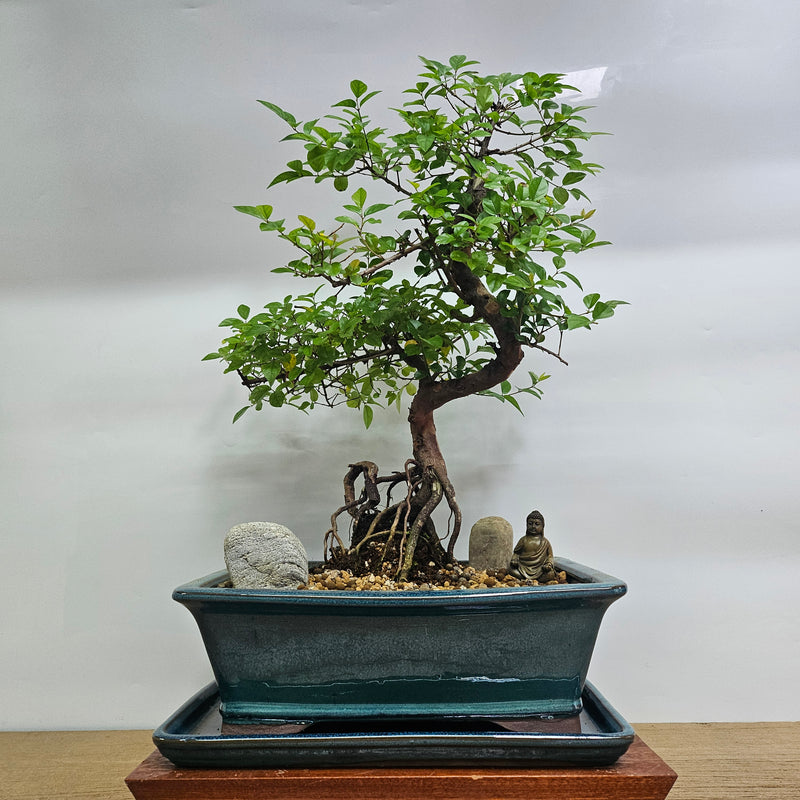 Bird Plum (Sageretia) Premium Bonsai Tree Bundle | Shaped | In 31cm Pot